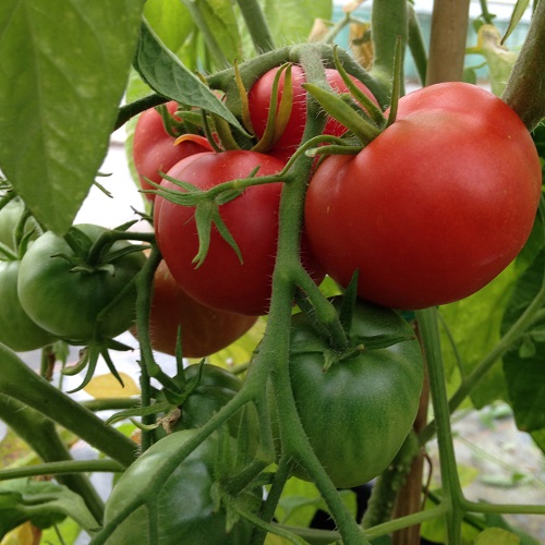 Tomato First in the Field